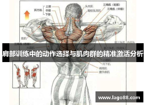 肩部训练中的动作选择与肌肉群的精准激活分析